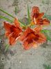 20150623_165750 - Copy