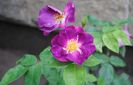 Rhapsody in Blue