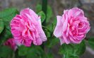 Gertrude Jekyll