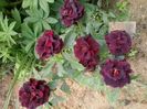 20150619_123532