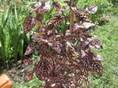 DSCF2660