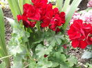 DSCF2675