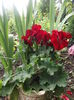 DSCF2677
