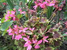 DSCF2680