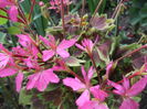 DSCF2681