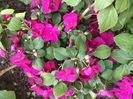 DSCF2683
