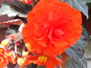 DSCF2687