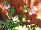 DSCF2688