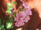 DSCF2690
