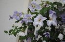 clematis Blue Angel