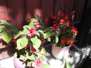 DSCF2694