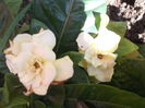 DSCF2698