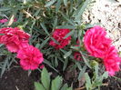DSCF2704