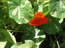 DSCF2711