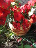 DSCF2716