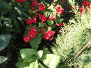 DSCF2721
