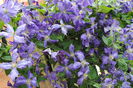 clematis Tie Dye