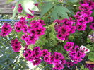 DSCF2731