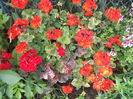 DSCF2737