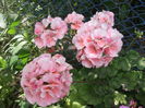 DSCF2738