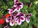 DSCF2740