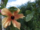 DSCF2753