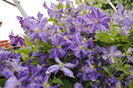 22 iunie, clematis Tie Dye