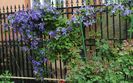 22 iunie, clematis Tie Dye