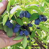 35677lonicera caerulea var (kamtschatica Borealis