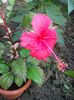 surinam