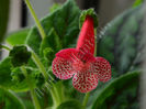 NEW 2015 - Kohleria Luci s Dots on Cherry