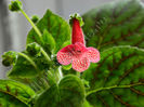 NEW 2015 - Kohleria Luci s Dots on Cherry