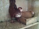P6 M2014 F2013 027