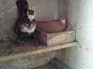 P6 M2014 F2013 028