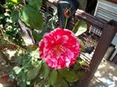 IMG_20150627_151500