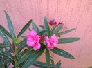 IMG_20150627_103324