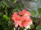 DSC04290