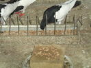 Picture 6221