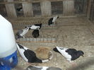 Picture 6224