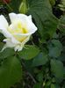 IMG_20150601_090411