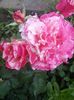IMG_20150601_190822