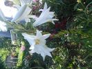 IMG_20150608_183846