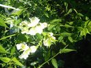 IMG_20150608_184541