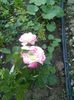 IMG_20150611_182619