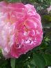 IMG_20150613_183138