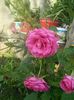 IMG_20150613_183735