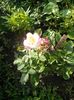 IMG_20150618_071303