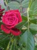 IMG_20150601_191612