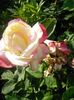 IMG_20150618_071325