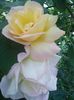 IMG_20150618_071444